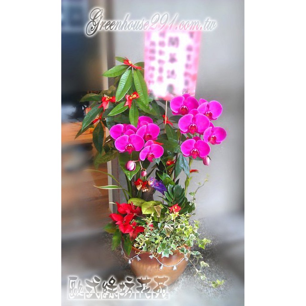 歐式綠坊花苑 Gtco220 蝴蝶蘭花造型組合盆景 林口南崁桃園內壢中壢平鎮楊梅湖口花店開幕祝賀榮升誌慶新廠落成盆栽