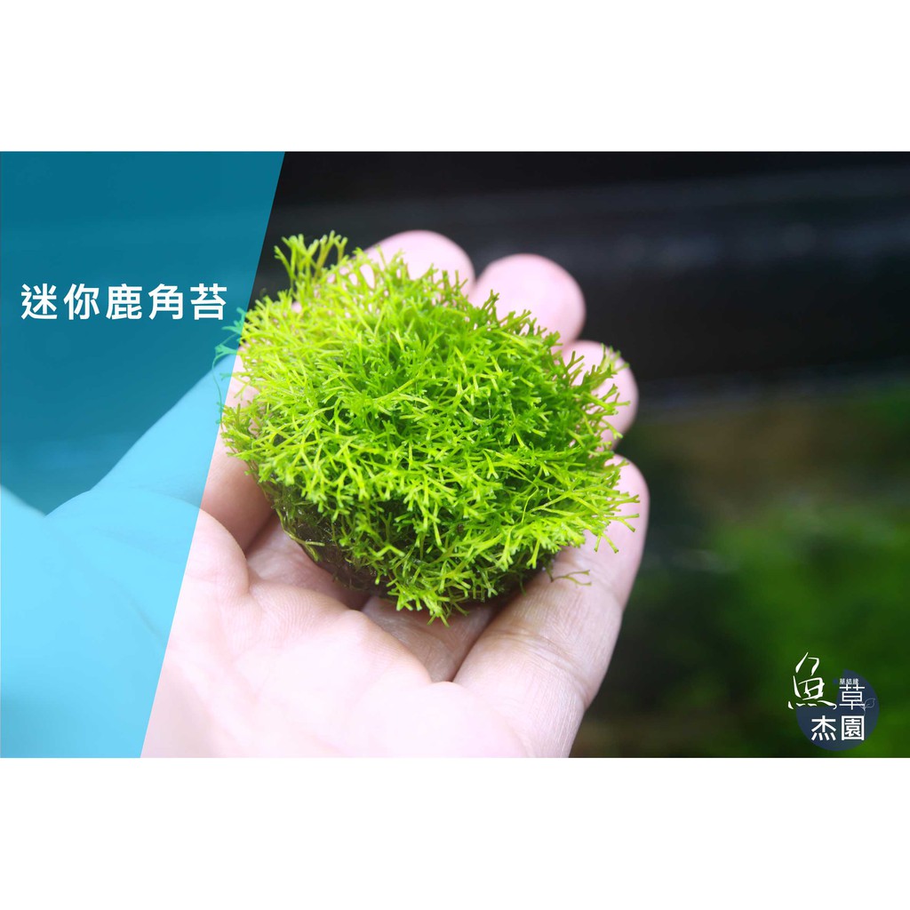 【魚草杰園】迷你鹿角苔 #鹿角苔 #莫斯 #MOSS #水草 #荷蘭風