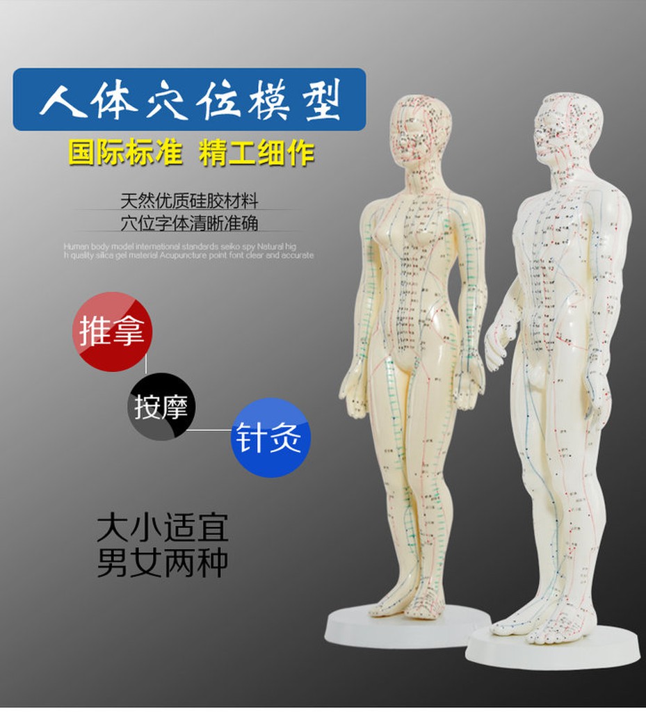 針灸穴位人體模型 醫用針灸人體模型 男女經絡按摩模型
