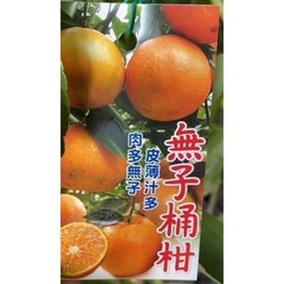 勿直接下標 無籽桶柑 皮薄汁多唰嘴 大粒 桶柑 樹苗 盆栽 蜜柑 甜柑 無子柑 無子桶柑 黃金柑 嫁接苗 路邊攤俱樂部