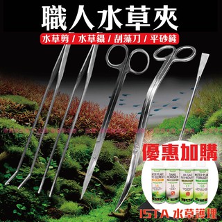 Ac草影 袖珍小榕小不點火山石 一棵 陰性水草不需要二氧化碳新手水草前景草不用co2 低光量水草 蝦皮購物