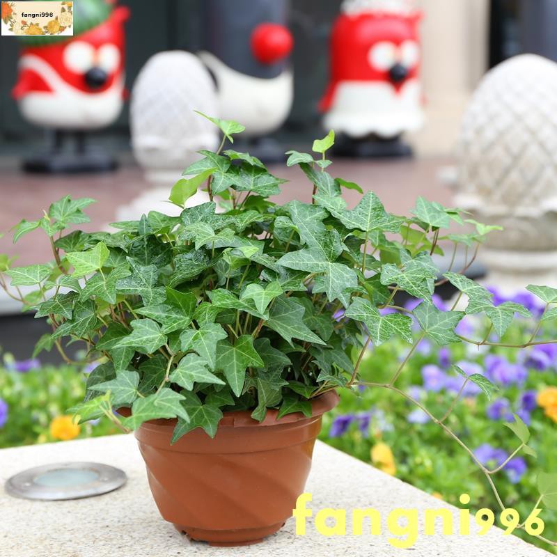 熱賣常春藤吊蘭盆栽綠植花葉長青藤吊蘭植物室內盆除甲醛千葉鉆石吊蘭fangni996 蝦皮購物