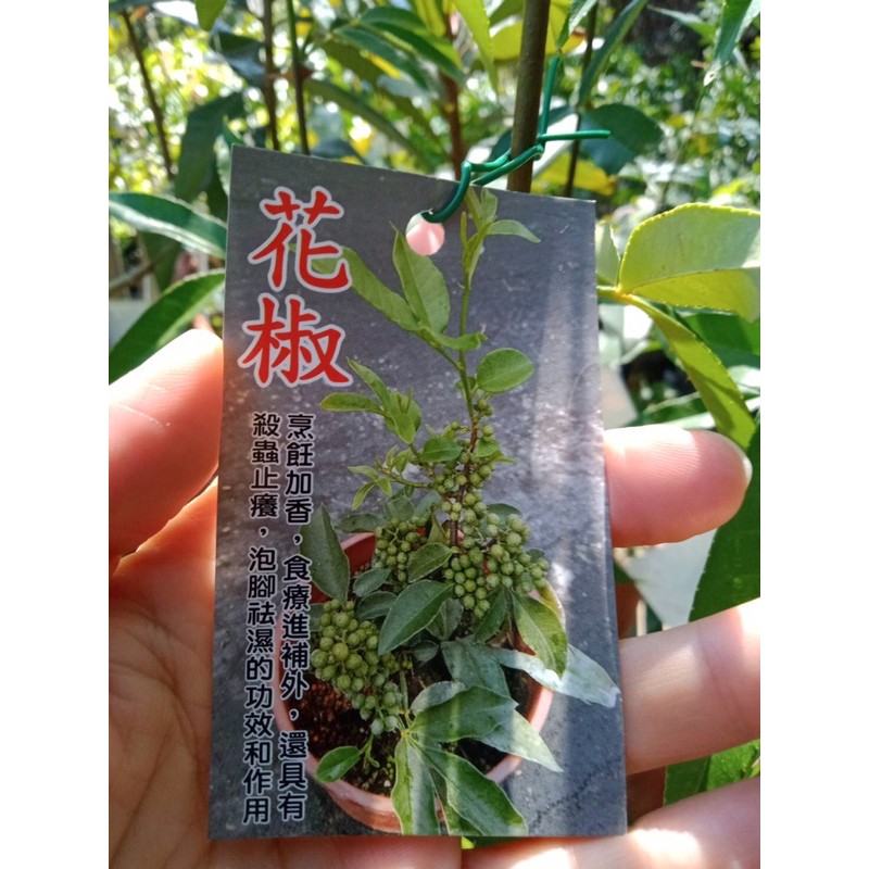 卉迎園藝 花椒扦插苗高度20公分/新興果樹/水果苗