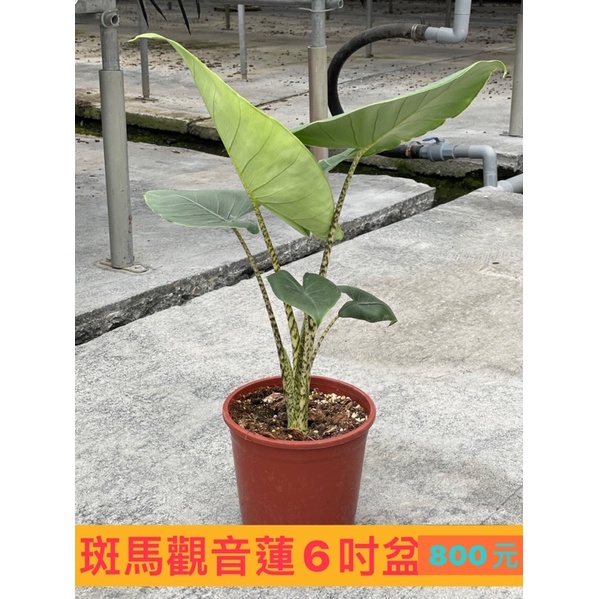 斑馬觀音蓮6时盆 800元