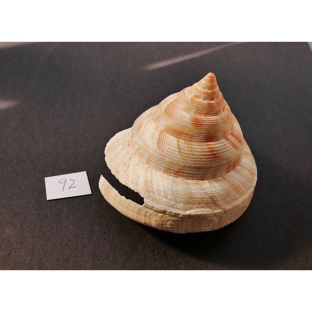 【實物實拍】【現貨】【露蝦】大型紅翁戎螺92mm(完整度非常高 白化型 品項如圖) 貝殼神奇海螺 標本 活化石 自然科學