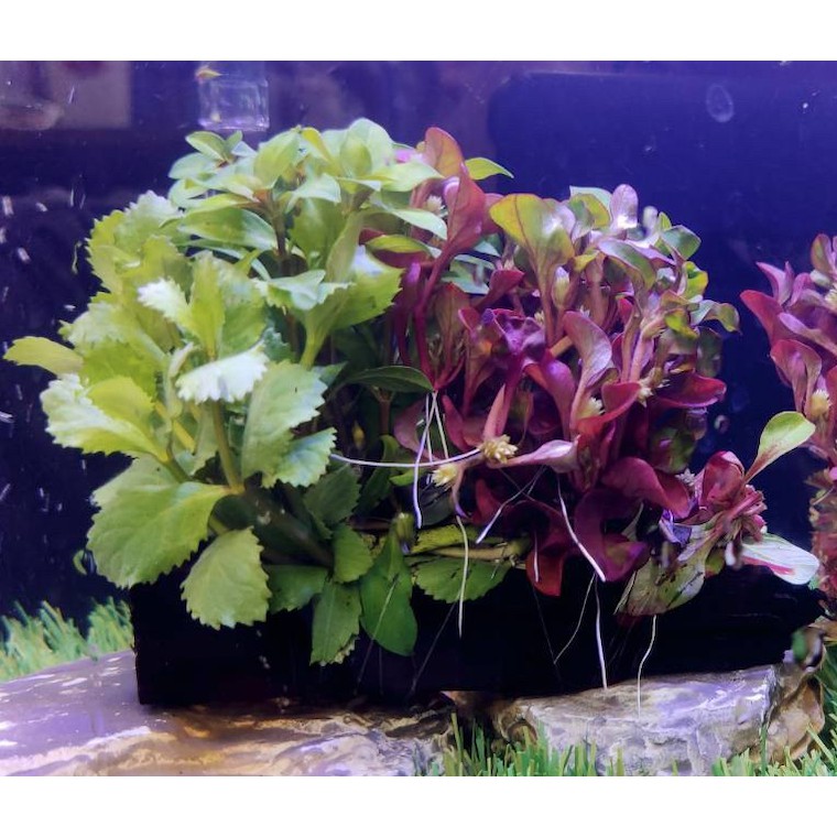 宗信水族 三色沉木8 9cm 水草陰性水草水草造景魚缸擺設魚蝦躲藏可無需co2 蝦皮購物