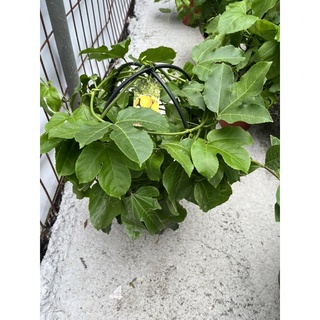 ★綠霖園藝★黃金甜百香果 7寸盆 嫁接苗 觀賞植物/水果樹苗/新興果樹/果苗/嫁接/植物/盆栽