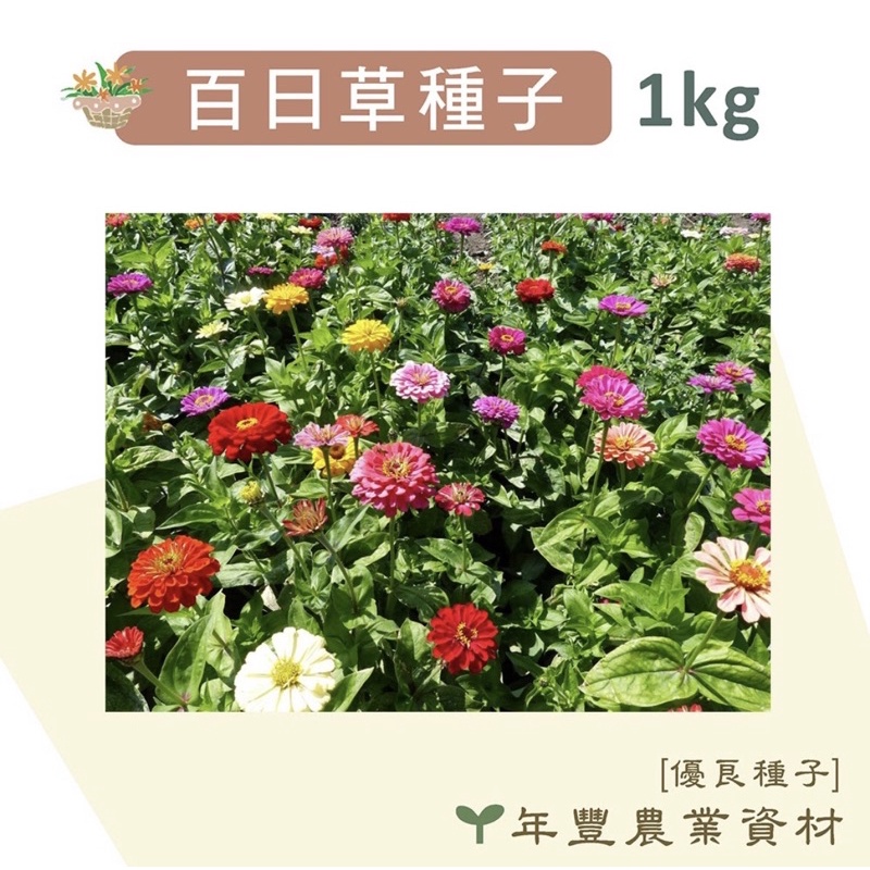 優良種子 百日草種子 優良品種來自荷蘭 混色 單色250公克 1公斤裝 蝦皮購物