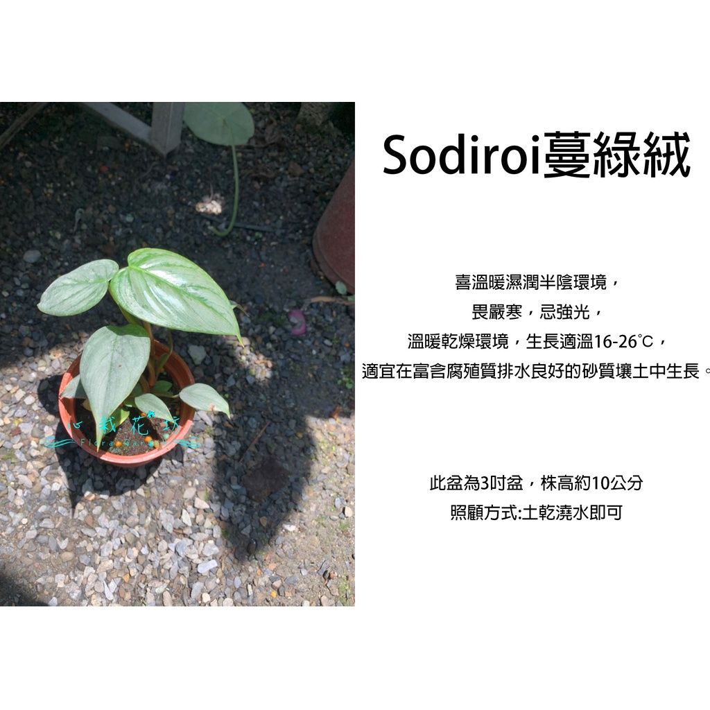 心栽花坊-Sodiroi蔓綠絨/3吋盆/觀葉植物/室內植物/售價460特價400