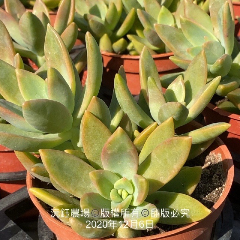 沅鈺農場多肉植物加州夕陽 露養植物輕微曬傷 蝦皮購物