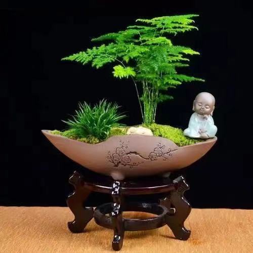 台灣現貨現發  文竹種子 文竹盆栽綠植辦公室綠植客廳花卉四季常青文竹種子