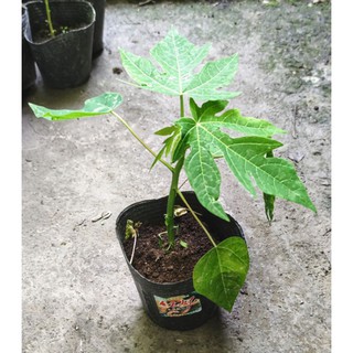 紅妃木瓜組織培養苗 矮種木瓜苗 熱門品種 保證兩性株苗 組培苗 (非實生苗)