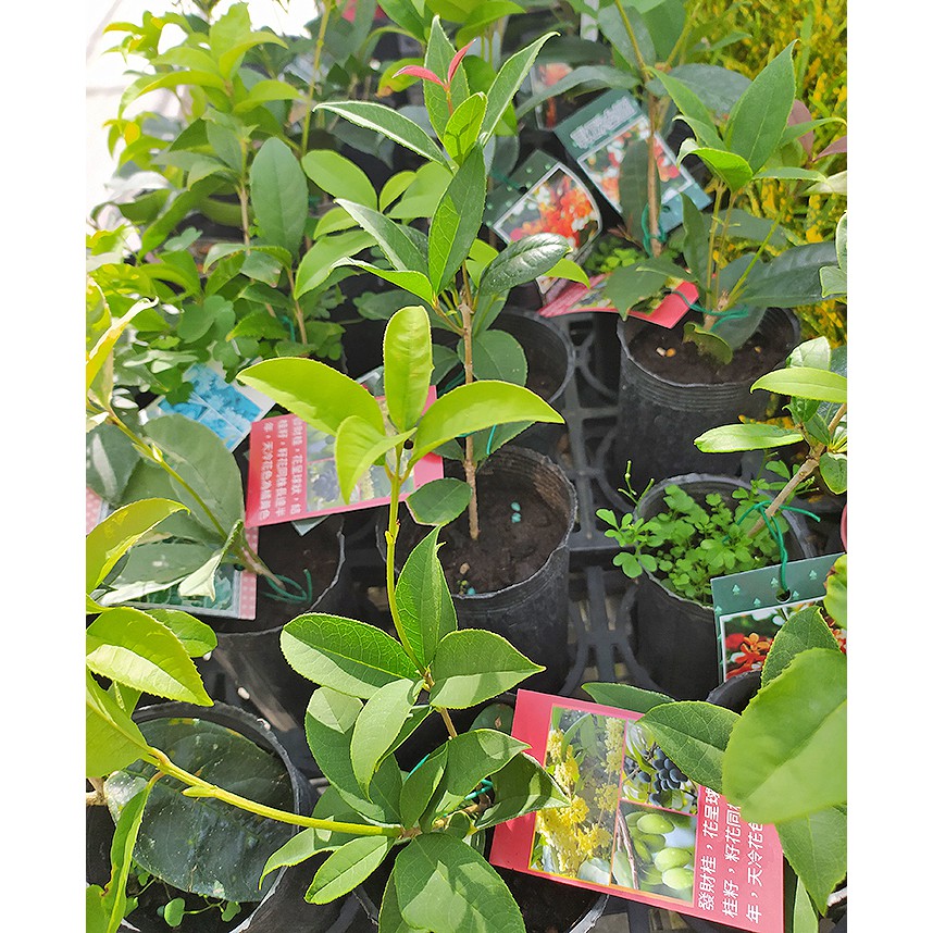 芙菈朵森林 園藝館日本香水桂花四季紅桂發財桂日香桂早花丹桂3吋盆季節花卉觀花植物 蝦皮購物
