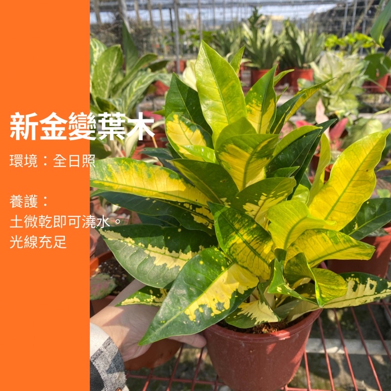 5吋 新品種變葉木 變葉木 盆栽 植物 樹 盆栽 ig 網紅 觀葉植物 網紅植物 室內植物 空氣淨化 陽台植物