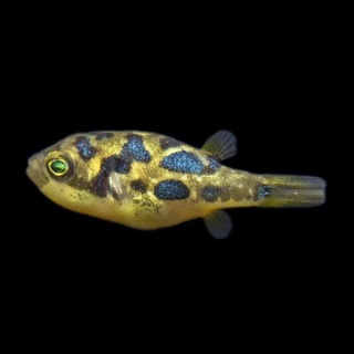 迷你魚 優惠推薦 22年12月 蝦皮購物台灣