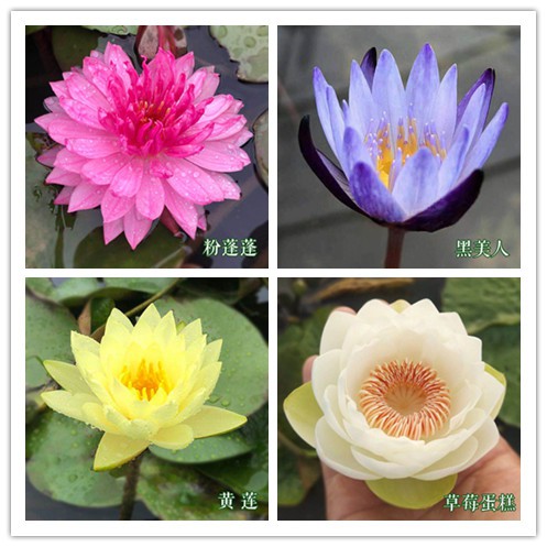 無土水培 碗蓮種子10顆 粉蓬蓬 黑美人 黃蓮 草莓蛋糕 碗蓮 荷花水蓮種子睡蓮種子荷花種子 蝦皮購物