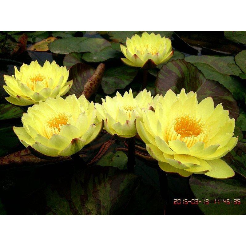 香水蓮卡拉的價格推薦 21年11月 比價比個夠biggo