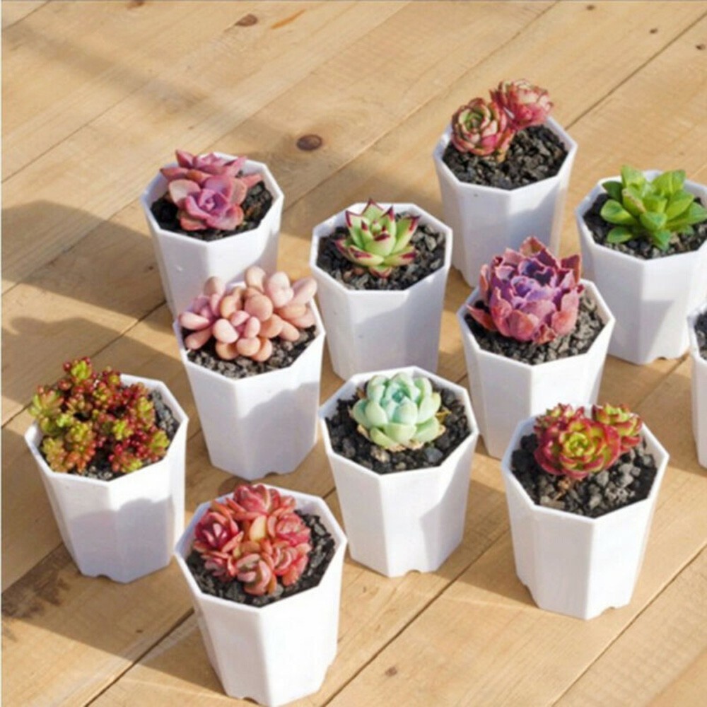 花盆種植者白色多邊形露台仙人掌裝飾10pcs 塑料多肉植物容器花園高品質 蝦皮購物