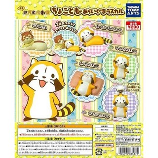 轉蛋奇機 T-ARTS 小浣熊吊飾 全部5種