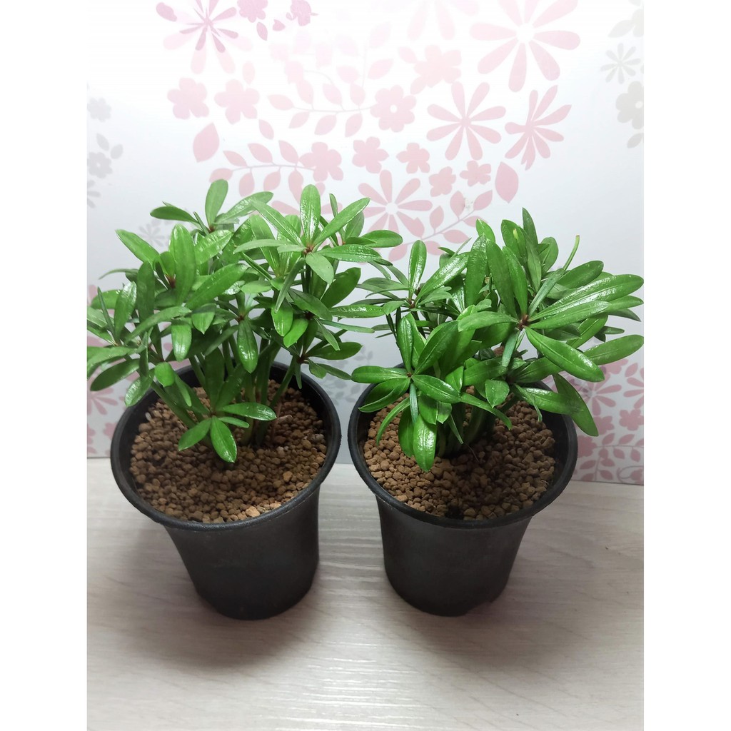 觀葉植物 種子森林 羅漢松 小苗盆栽 耐陰性 Lady Grey多肉 雜貨小舖 室內植物 蝦皮購物