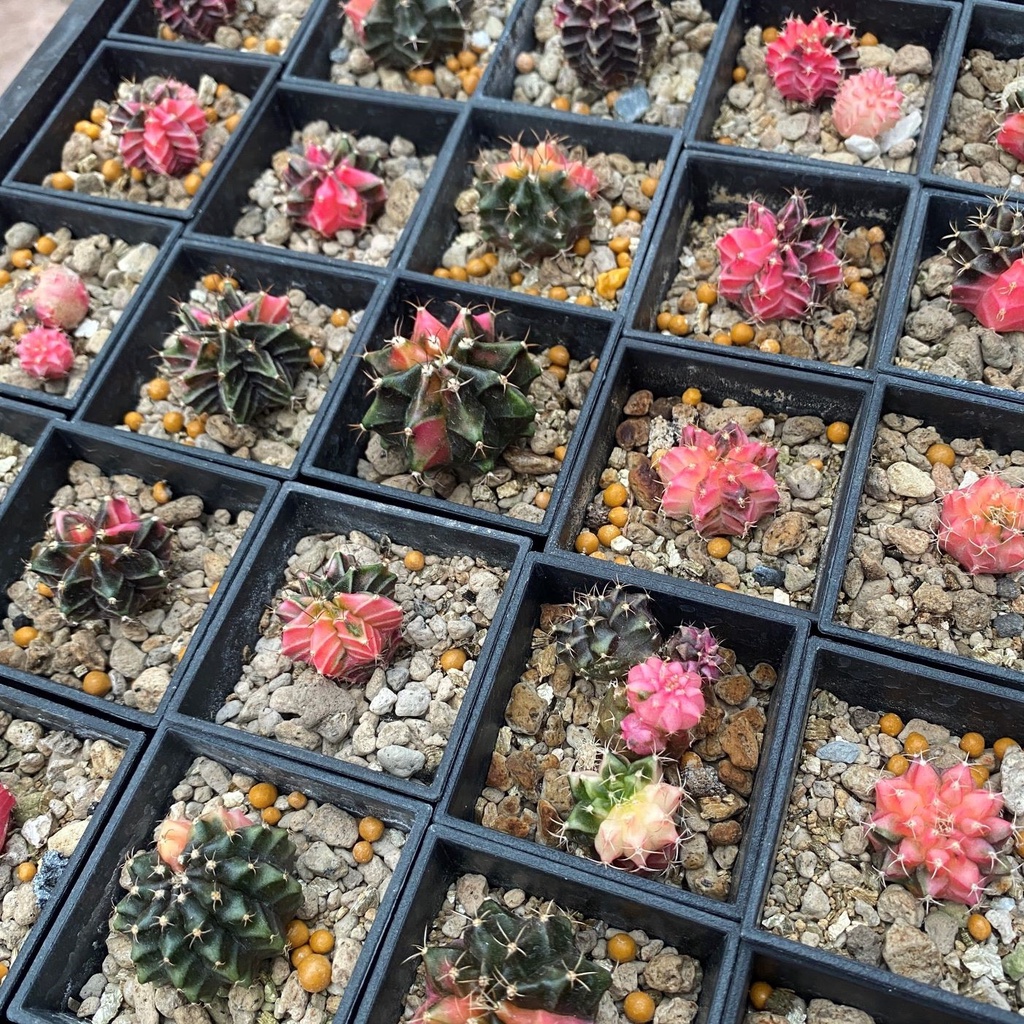 喬宇多肉仙人掌 緋牡丹錦每盆100元 蝦皮購物