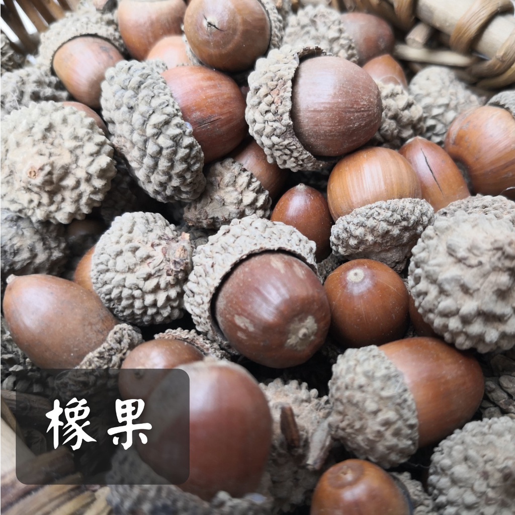 橡果橡實橡果子 橡果帽橡果殼 櫟樹橡樹果實 森林超可愛果實 冰原歷險記 乾燥果實 核果 橡栗 栗果 櫟果 殼斗科 橡樹果 | 蝦皮購物