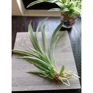 吊蘭 單藥花 夏菫 折鶴蘭 水培植株耐陰室內植物淨化空氣 全館購物滿199元不含運費才出貨 蝦皮購物