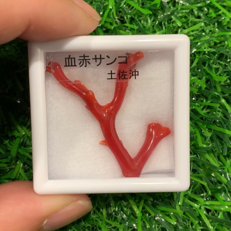 FB搜尋 寶石花園 與您一同欣賞美麗寶物😄  小編今日分享 日本產 土佐沖產地  天然阿卡牛血紅珊瑚原枝 色澤豔麗紅色