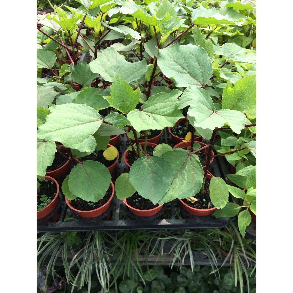 時和花坊 洛神花苗 水果苗 3吋盆 蝦皮購物