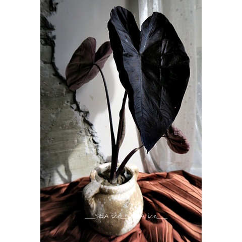 黑色系觀葉植物 黑珊瑚水芋　電光藍水芋　 墨黑紫波浪葉片黑桃愛心葉 天南星科 暗黑觀葉芋頭植物