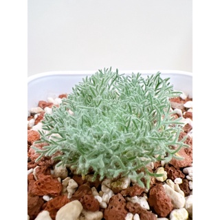 【一物一拍-🌵 純種白皮月界 🌵】正統白皮/ 四吋盆/ 高顏值/ 稀少塊根/ 毛毛葉/ 4吋盆