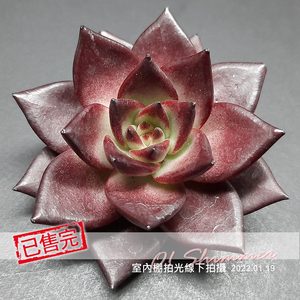 濃いピンク系統 ㉗ 血羅ロメオ 美苗 - 植物/観葉植物