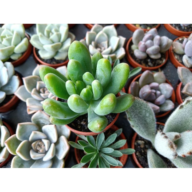 多肉植物景天科八千代約1吋盆無根脫盆售優惠價18元 蝦皮購物