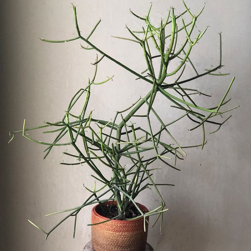 植物 綠珊瑚euphorbia Tirucalli 新手入門款多肉大戟科 蝦皮購物