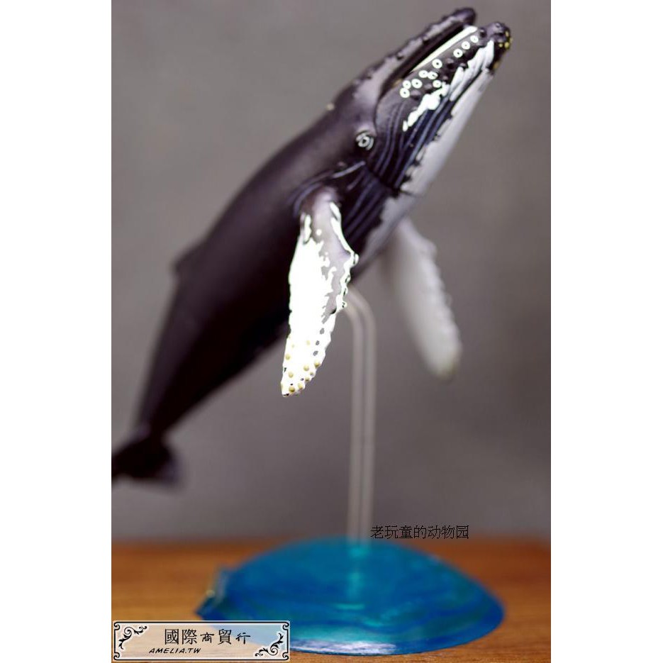 Takara Tomy 原色海生哺乳類圖鑒單賣隱藏款 座頭鯨 蝦皮購物