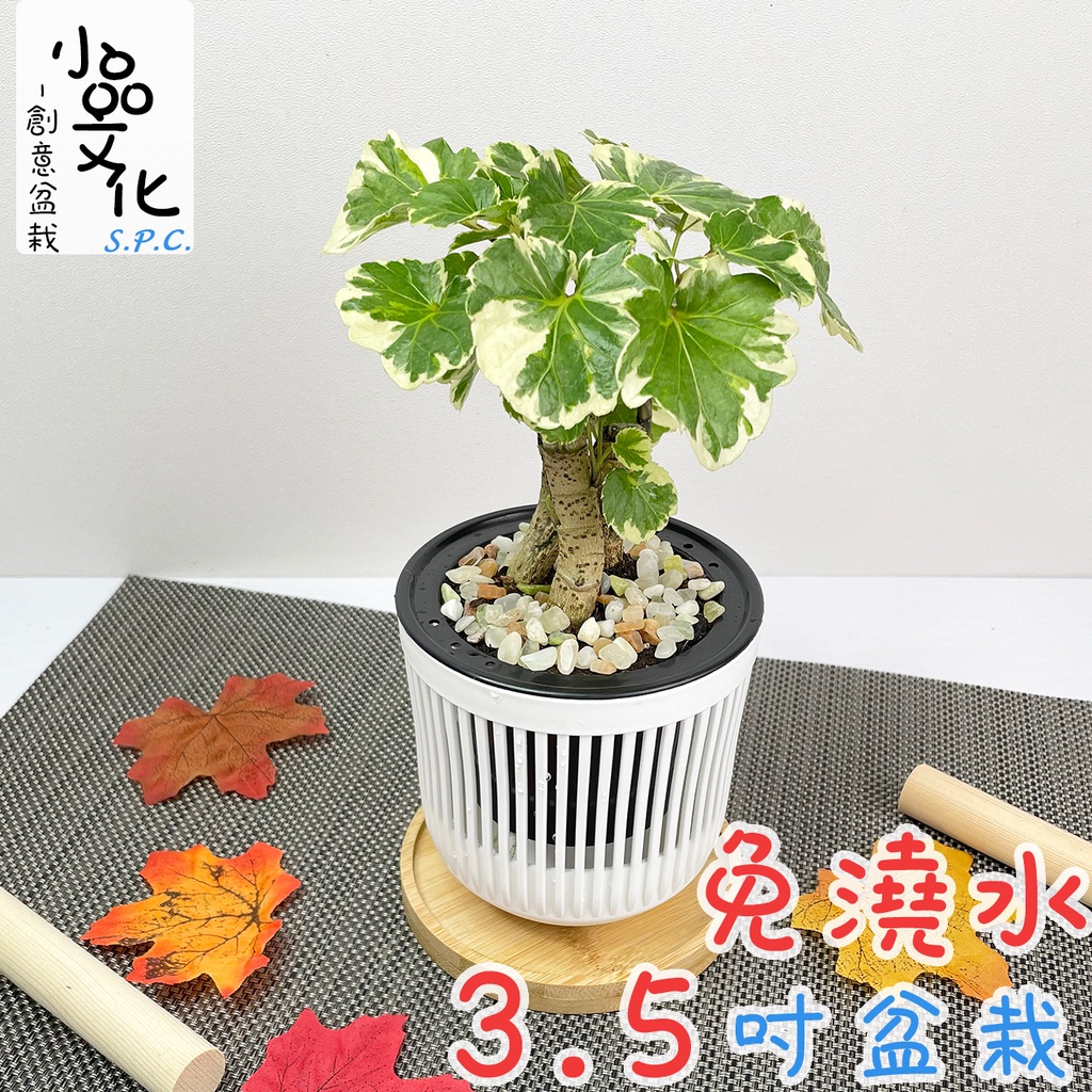 【小品文化】白雪福祿桐【現貨】3.5吋條紋免澆水盆栽 懶人盆栽 觀葉植物 室內植物 自動吸水 盆栽 植物 居家辦公盆花