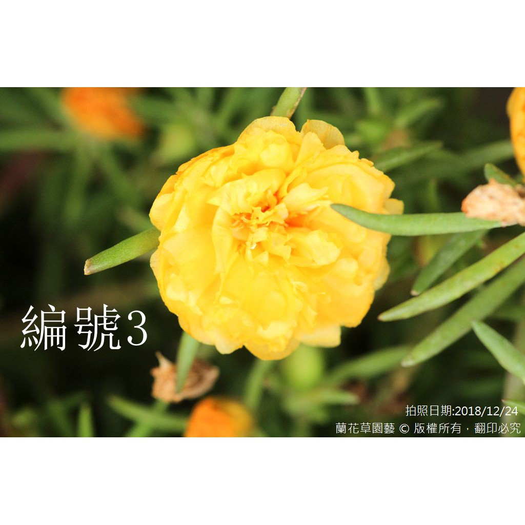 1吋迷你盆|編號3(鵝黃色重瓣)|松葉牡丹/蘭花草園藝