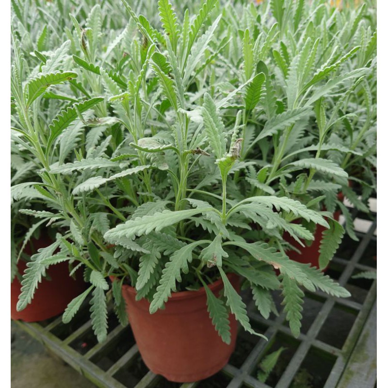 5吋盆德瑞克薰衣草盆栽葉子味道香甜 活體香草植物盆栽 可食用 料理或泡茶 半日照佳 先確認有沒有貨 魚痴的秘密花園