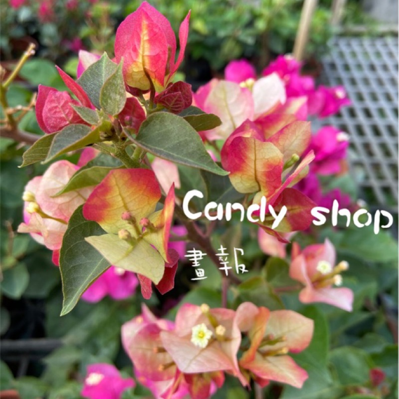 九重葛 畫報 百變女郎 蝦皮購物