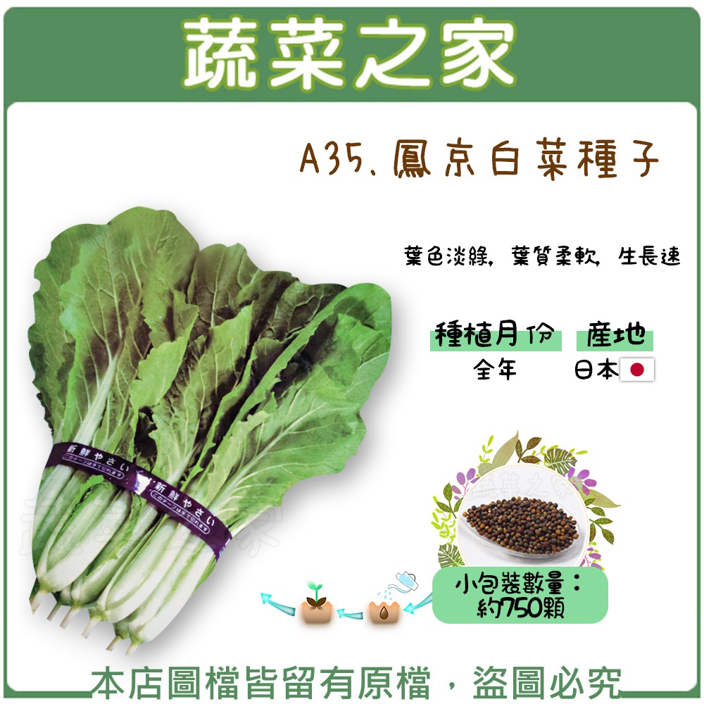 【蔬菜之家滿額免運】A35.鳳京白菜種子750顆(日本進口.葉色淡綠.葉質柔軟.生長速)葉菜類種子