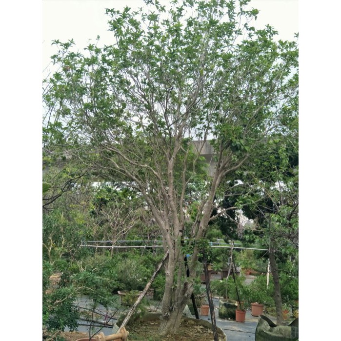 元茂園藝中壢園區 新貨上架四季桂花特優型老樹一樓高 四十餘年樹齡 塑膠盆裝多年 蝦皮購物