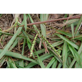 <翡翠園藝農場>各式**庭園草皮種子**百喜草**黑麥草 草種籽 ( 附簡易diy使用說明書 )