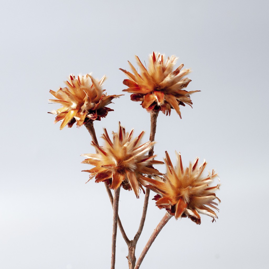 乾燥花材陽光陀螺果 蝦皮購物