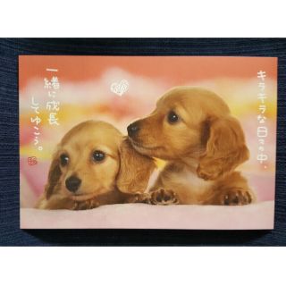 日本帶回日本製可愛臘腸狗萌犬幼犬寶寶狗奴最愛明信片