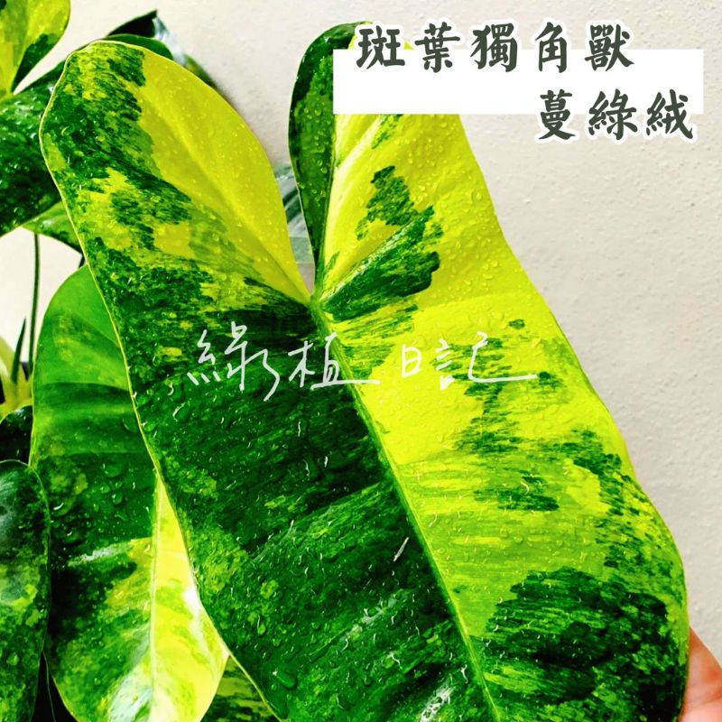 | 綠植日記 | 斑葉獨角獸蔓綠絨/伯樂錦蔓綠絨/P.'Burle Marx'variegated/觀葉植物/4吋