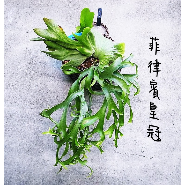 《柯比植物》 鹿角蕨 菲律賓皇冠鹿角蕨 P.coronarium philippines standard 4吋盆