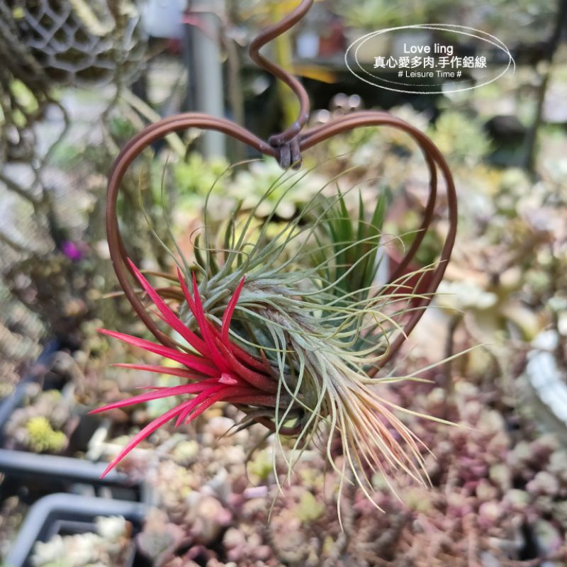 空鳳簡約花架動手diy改造 多肉植物 Love Ling 真心愛多肉 手作鋁線 空氣鳳梨架鋁線架辦公室小物 蝦皮購物