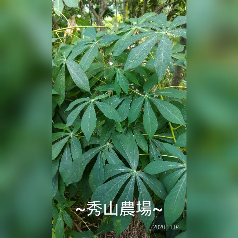 秀山農場:樹薯枝條~10支~20公分~120元~~(枝#301)~