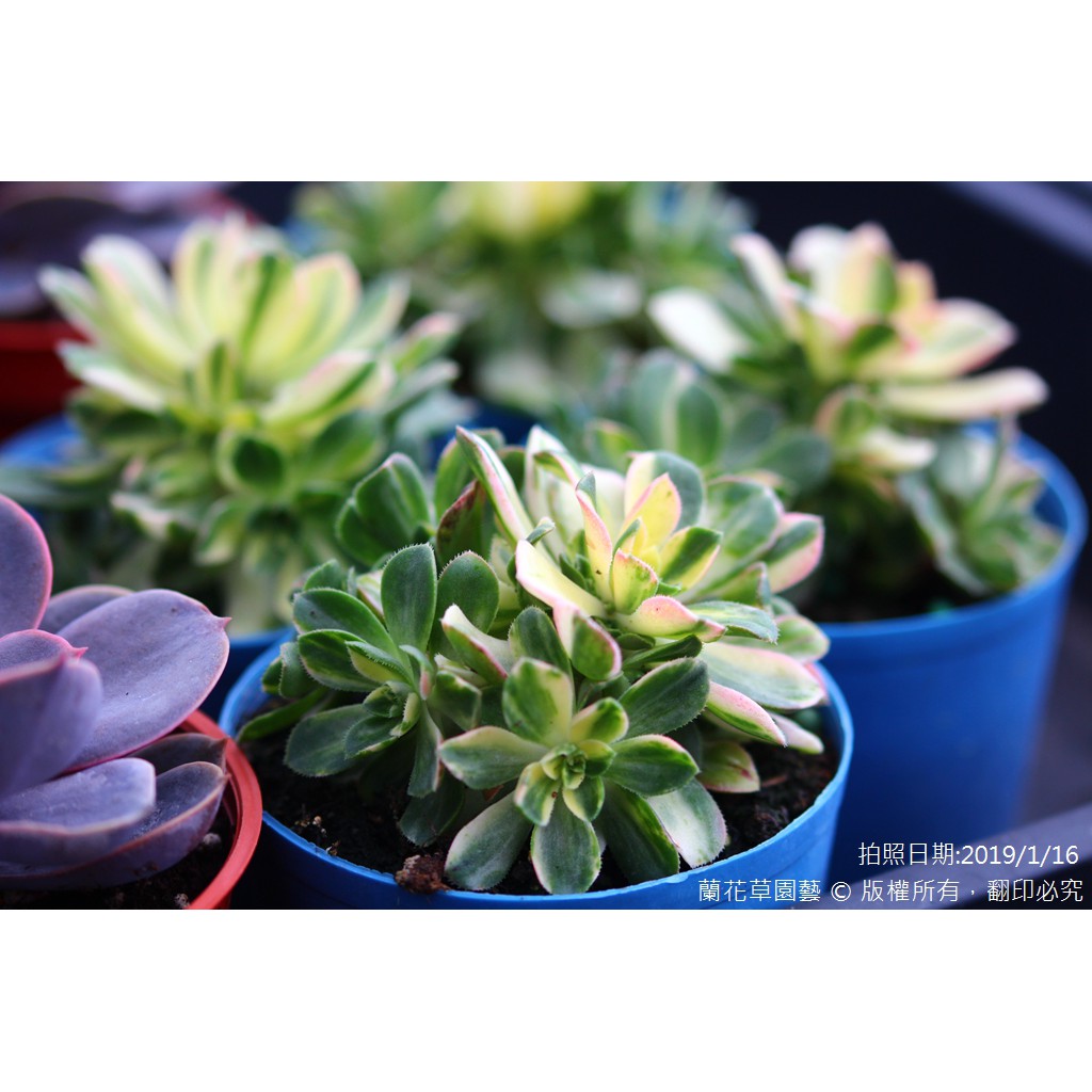 3吋盆 愛染錦 景天科多肉植物 蘭花草園藝 蝦皮購物