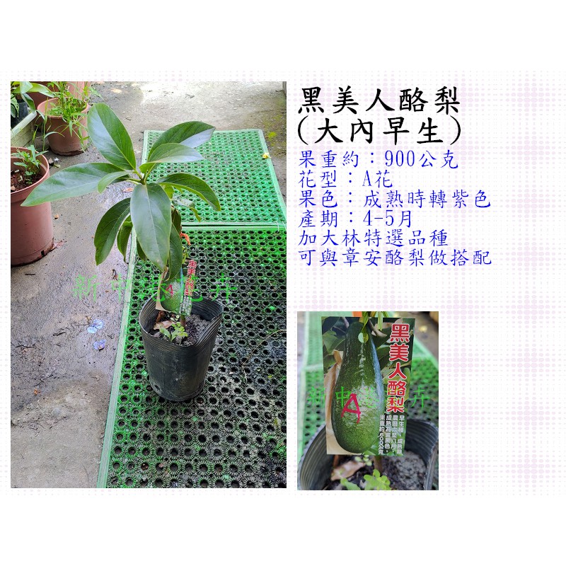 早生酪梨的價格推薦第2 頁 21年10月 比價比個夠biggo